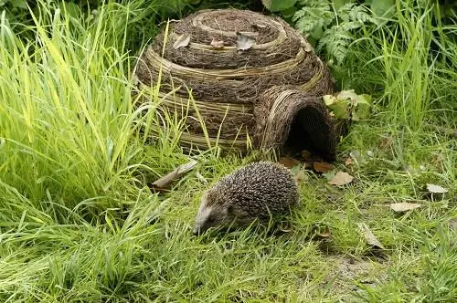 Pindsvinebo iglo natur