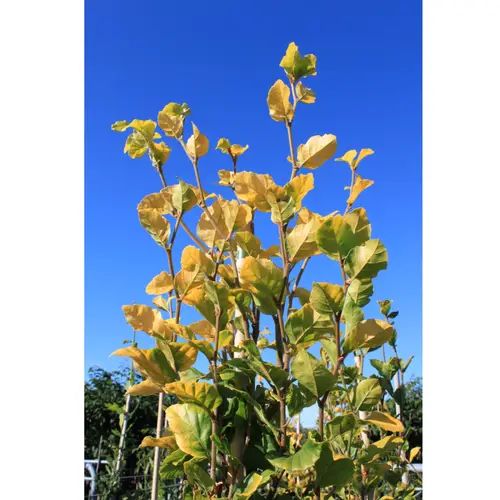 Gulbladet søjlebøg - Fagus sylvatica ´Dawyck Gold´ 125-150 cm.