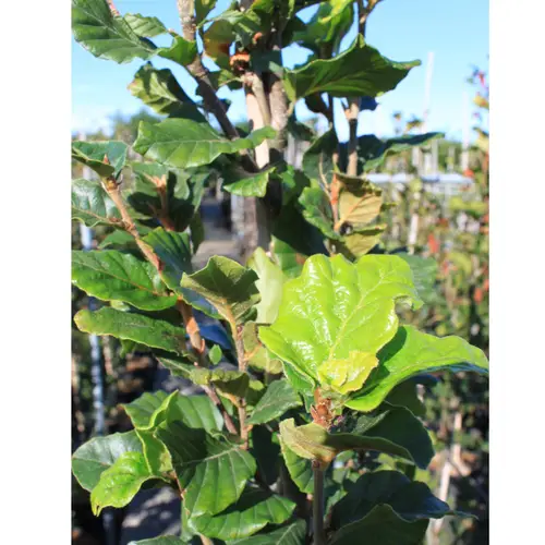 Søjlebøg - Fagus sylvatica ´Dawyck´ 175-200 cm