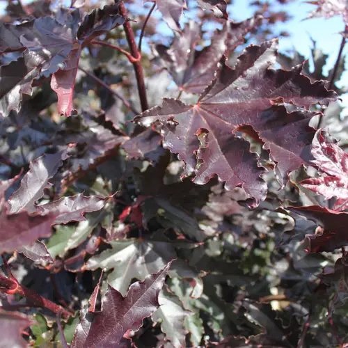 Rødbladet Spidsløn - Acer platanoides ´Crimson Sentry´ 200 cm stamme