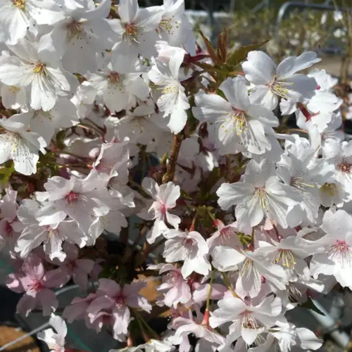 Japansk Bjergkirsebær - Prunus nipponica ´Brillant´ 50 cm stamme