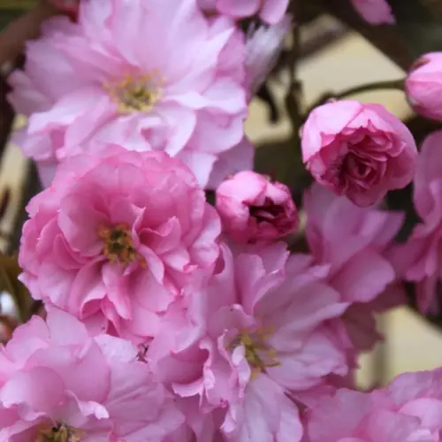 Japansk Kirsebær - Prunus serrulata ´Kanzan´ 180 cm stamme