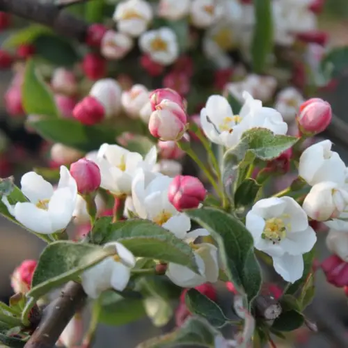 Paradisæble - Malus toringo ´Tina´ 120 cm stamme