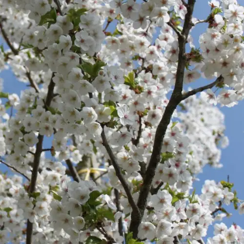 Prydkirsebær - Prunus ´Umineko´ 200-250 cm