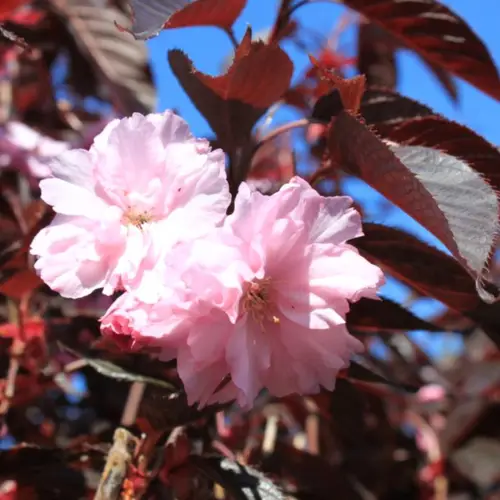 Rødbladet Japansk Kirsebær - Prunus serrulata ´Royal Burgundy´ 120 cm stamme