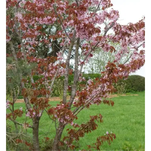 Sakhalin-Kirsebær - Prunus sargentii 200-250 cm