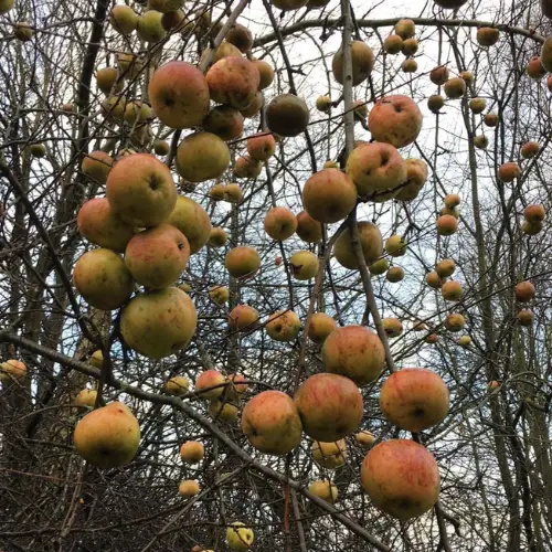 Skovæble - Malus sylvestris 150-175 cm