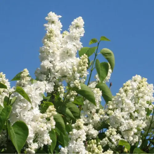 Ægte Syren - Syringa vulgaris ´Mme Lemoine´ 80-100 cm