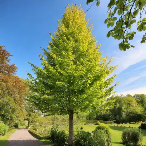 Tyrkisk Hassel - Corylus colurna 175-200 cm