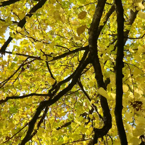 Storbladet lind - Tilia platyphyllos 175-200 cm