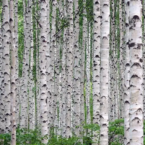 Himalayabirk - Betula utilis 200-250 cm. 10 l. potte