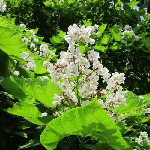 Trompetkrone - Catalpa bignonioides Nana 180 cm. stamme