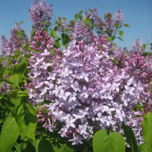 Almindelig Syren - Syringa vulgaris 80-100 cm