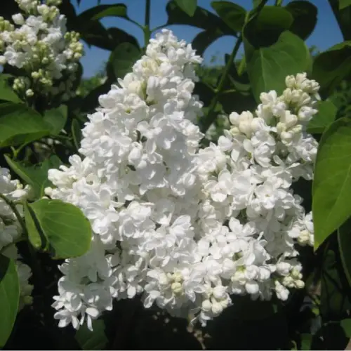 Almindelig Hvid Syren - Syringa vulgaris ´Alba´ 80-100 cm.