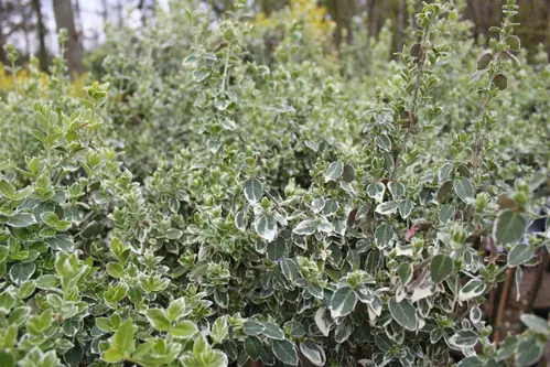 Broget Benved - Euonymus fort. ´Emerald Gaiety´ opstammet 50 cm.