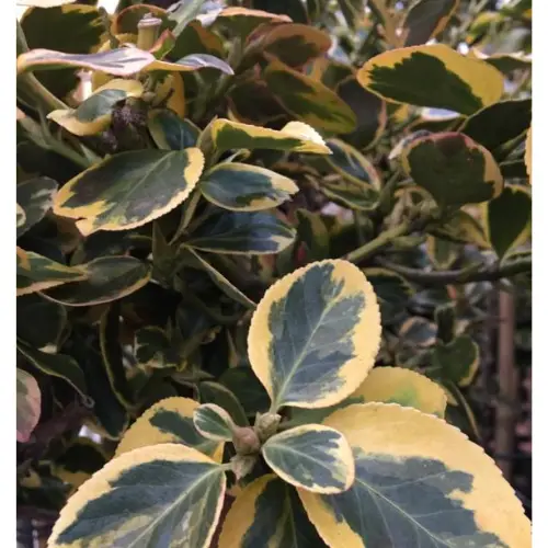 Benved - Euonymus fortunei ´Canadale Gold´ opstammet 120 cm.