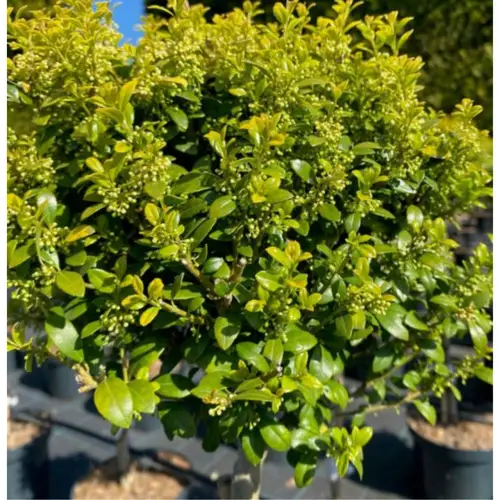 Kristtorn - Ilex crenata ´Green Hedge´ 50 cm stamme