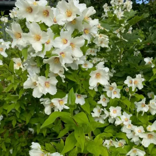 Uægte Jasmin - Philadelphus polyanthus ´Mont Blanc´ 80-100 cm