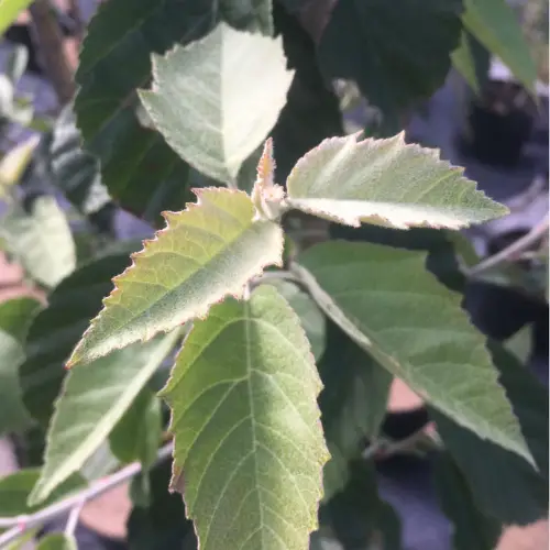 Fujiyama-æble - Malus tschonoskii 175-200 cm