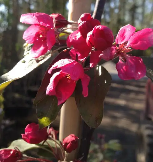 Paradisæble - Malus ´Profusion´ 175-200 cm