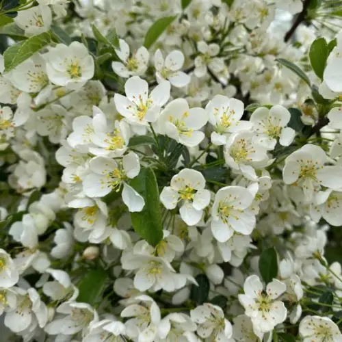 Sargentsæble - Malus sargentii 80-100 cm