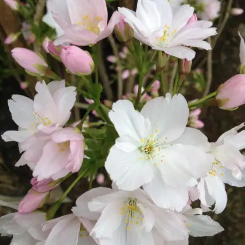 Japansk Kirsebær - Prunus serrulata ´Amanogawa´ buskformet 150-175 cm