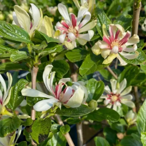 Kanelbusk - Calycanthus ´Venus´ 60-80 cm