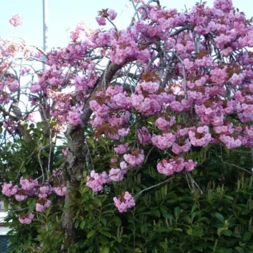 Japansk Hængekirsebær - Prunus serr. ´Kiku-Shidare-Sakura´ 180 cm stamme