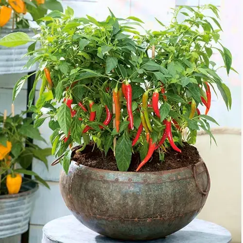 Hot pepper Chili - til balkon- og potte