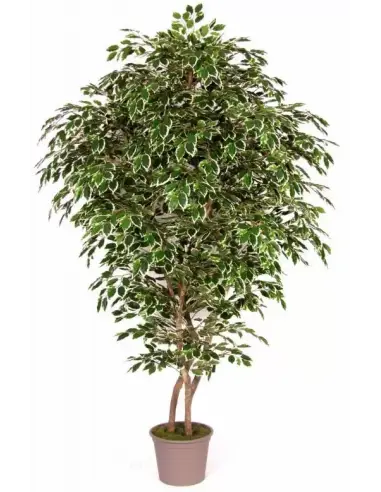 Stort kunstigt deluxe Ficus træ H225 cm