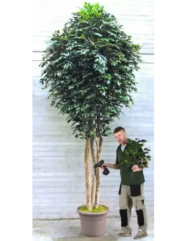 Stort kunstigt deluxe Ficus træ H450 cm