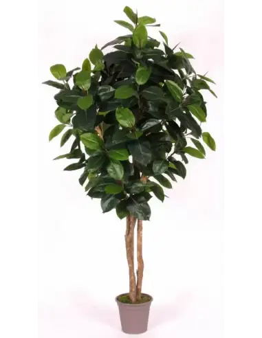 Stort kunstigt Ficus Elastica træ H200 cm