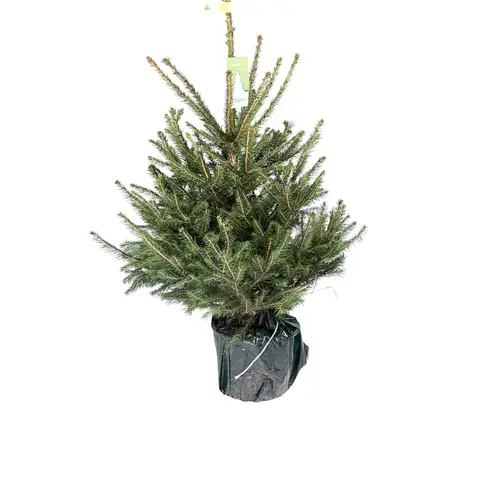 Dansk rødgran H:80/100 cm, Picea abies