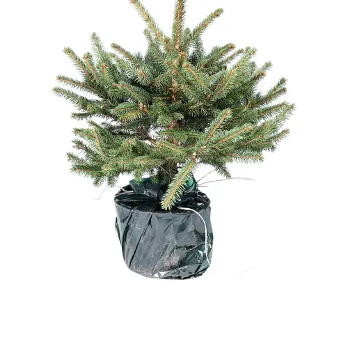 Dansk blågran H:40/60 cm, Picea pun. 'Glauca'