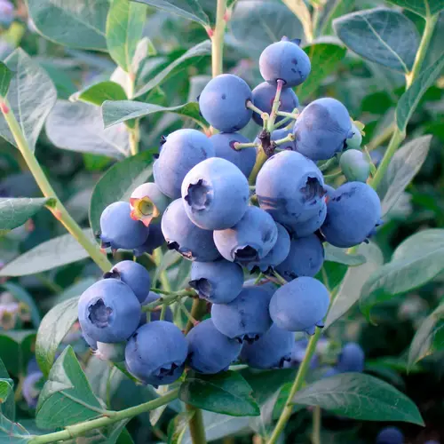 Blåbær, Vaccinium cor. 'Blue Crop', 2 liter potte