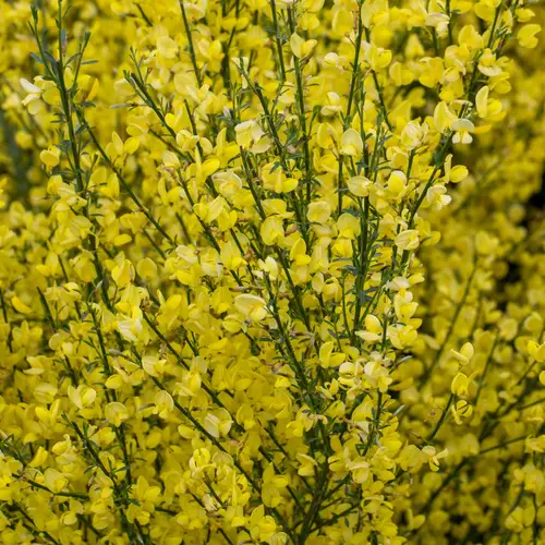 Gyvel, Cytisus prae. 'Allgold', 5 liter potte