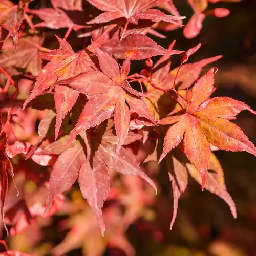 Rødbladet Japansk Løn, Acer pal. 'Bloodgood', 30 liter potte, 125+ cm