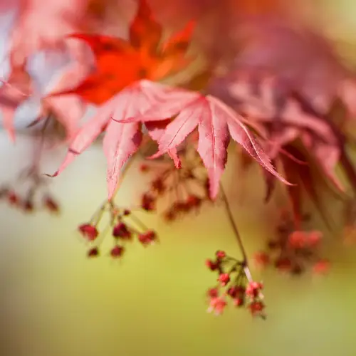 Rødbladet Japansk Løn, Acer pal. 'Fireglow', 30 liter potte, 125+ cm