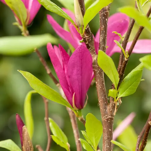 Magnolie, Magnolia 'Susan', 9 liter potte, 60-80 cm