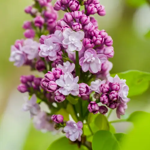 Syren, Syringa vulg. 'Michel Buchner', 10 liter potte