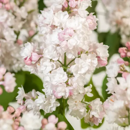 Syren, Syringa vulg. 'Beauty of Moscow, 10 liter potte