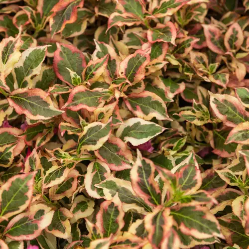 Klokkebusk, Weigela 'My Monet Sunset', 5 liter potte