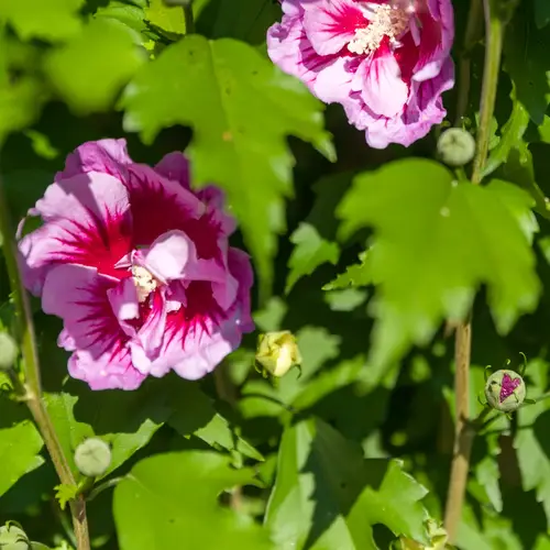 Syrisk rose, Hibiscus 'Russian Violet'®, 5 liter potte