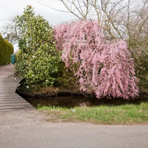 Prunus?, Prunus mix, 10 liter potte, 125+cm