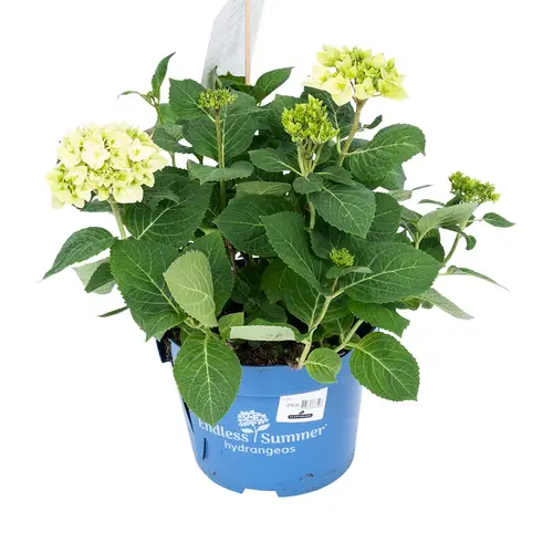 Havehortensia, Endless Summer, Hydrangea 'The Bride'®, 5 liter potte,25+cm