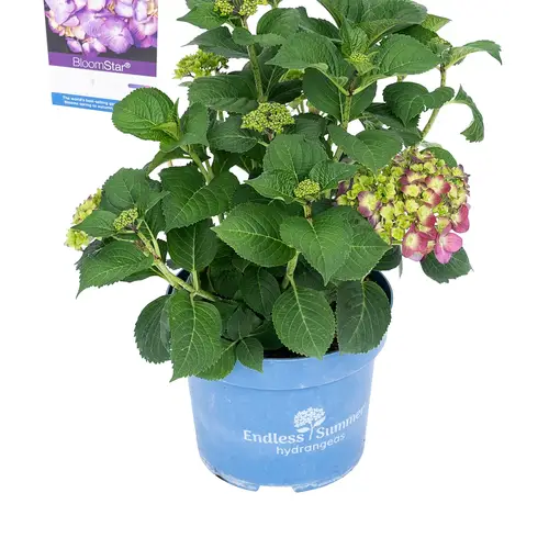 Havehortensia, Endless Summer, Hydrangea 'Pop Star'® Blå, 5 liter potte,25+cm