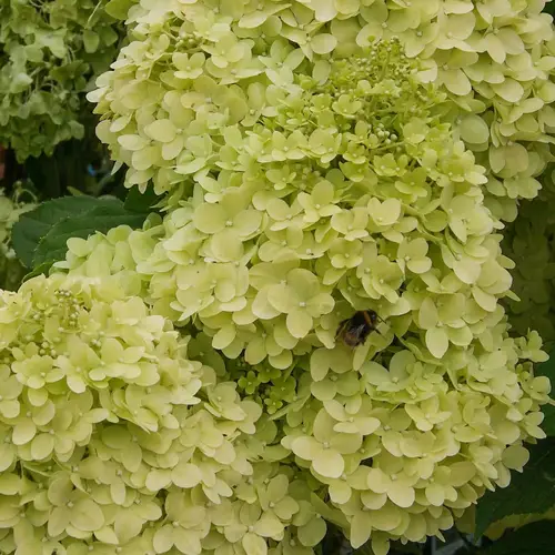 Syrenhortensia, Hydrangea pan. 'Limelight', 10 liter potte