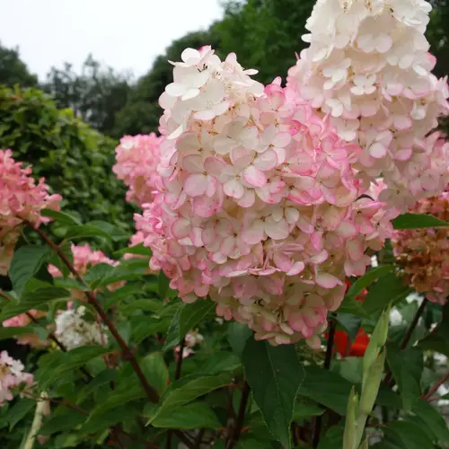 Høstsyren, Hydrangea pan. 'Pinky Winky', 10 liter potte