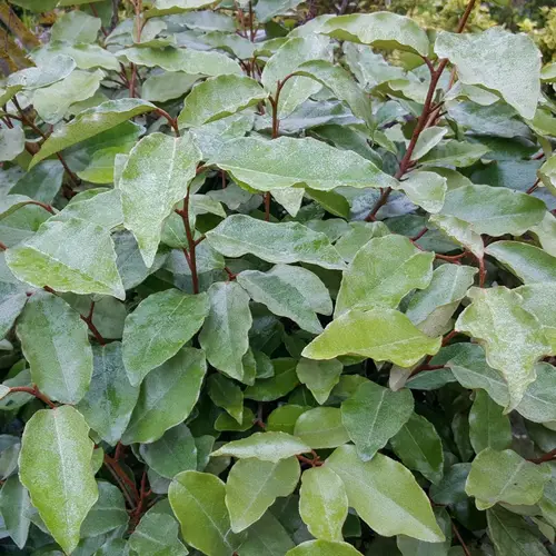 Strandoliven, Elaeagnus ebbingei, 5 liter potte