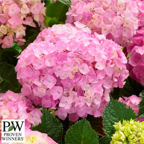 Havehortensia, Hydrangea ser. 'Pink Lollipop' , 5 liter potte